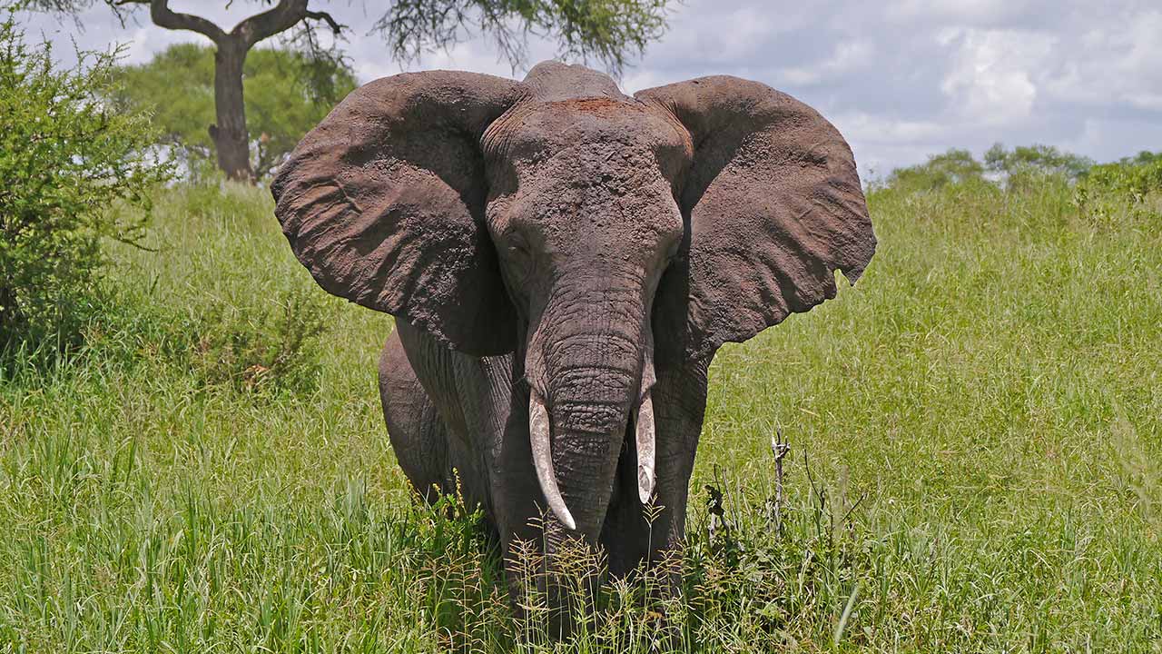 Tarangire Nationalpark