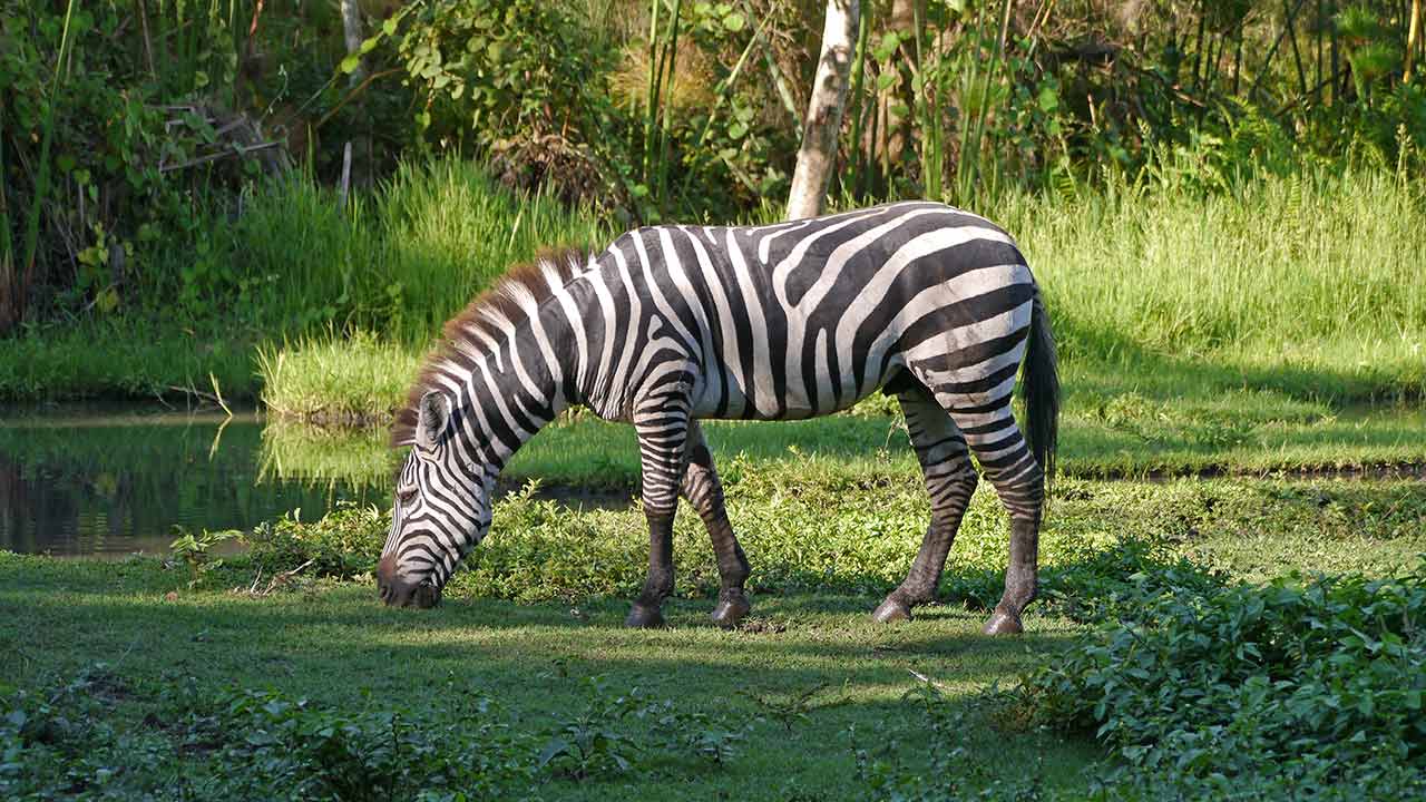 Arusha Nationalpark