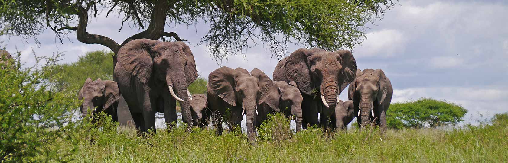 Safaris in Tansania