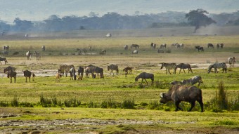5 Tage Safari Serengeti und Ngorongoro Krater