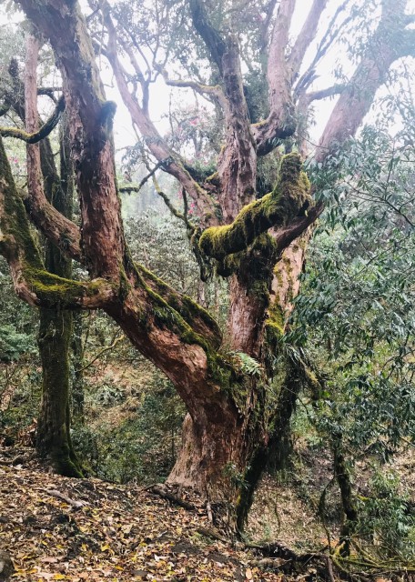 Von-Taglung-nach-Tadapani--2600-m---Kopie-