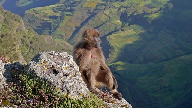 Äthiopien Simien Trek Pavian Chelada