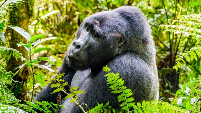 uganda-safari-gorilla