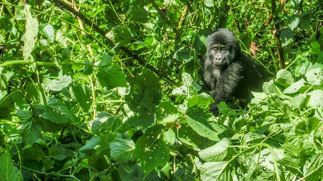 uganda-gorilla-trek