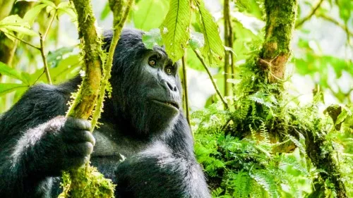 Trekking zu den Berggorillas in Uganda Trekking zu den Berggorillas in Uganda
