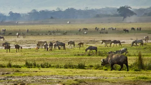 Safari Serengeti Great Migration Safari Serengeti Great Migration