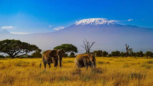 safari_kenia