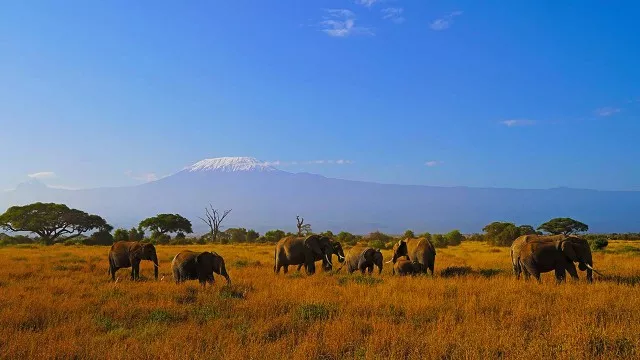 safari_kenia