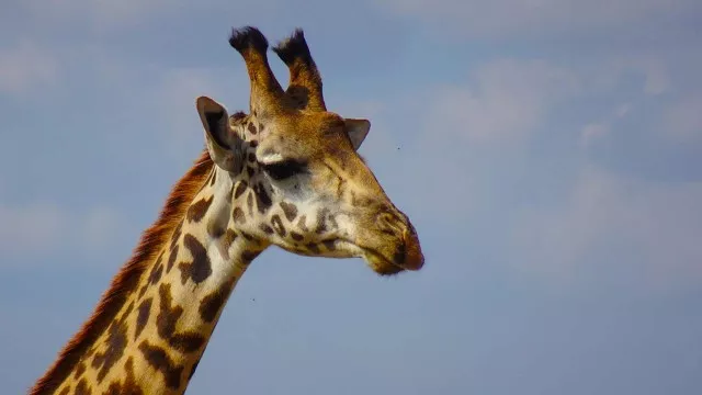 safari_kenia