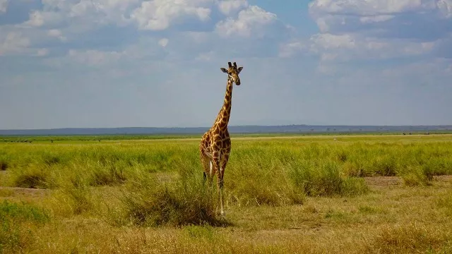 safari_kenia