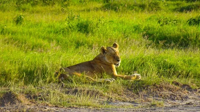 safari_kenia