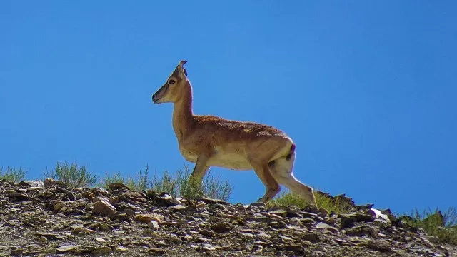 zanskar